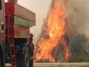 Adana’nın Kozan İlçesinde Orman Yangını Çıktı