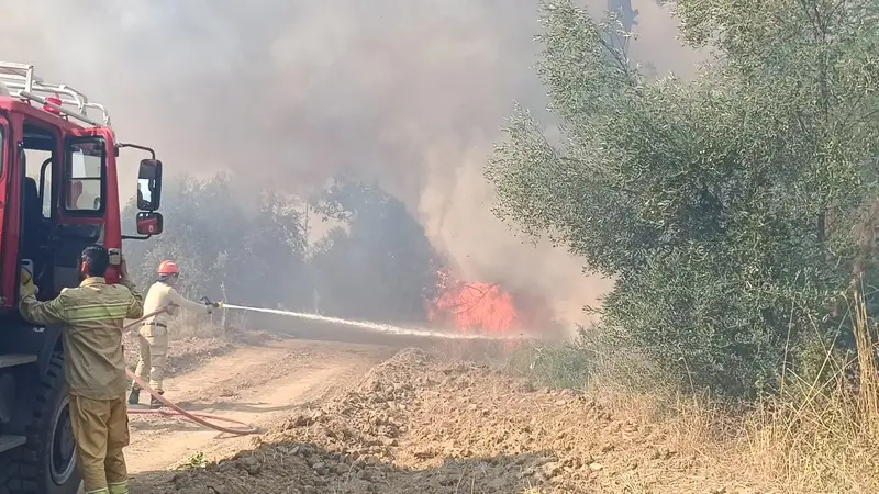 ADANADA CIKAN ORMAN YANGININA MUDAHALE EDILDI 4